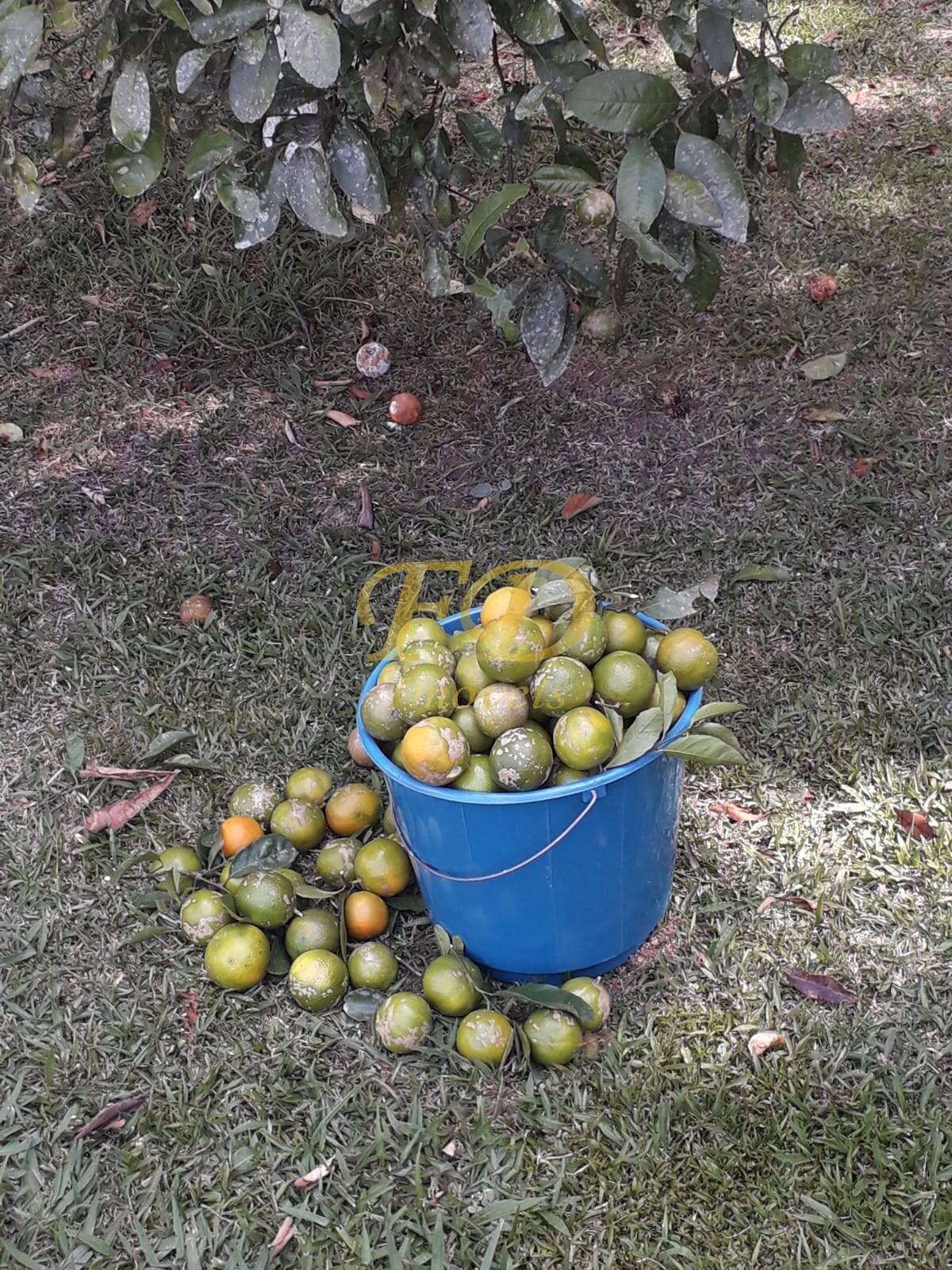 Sítio, 4 quartos, 3 hectares - Foto 2